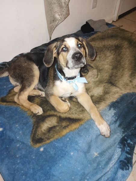 7 months old Panda German Shepherd