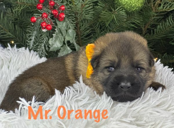 German Shepherd Puppies