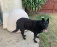 Free German shepherd and Bully mix