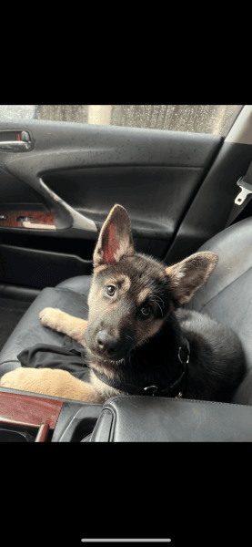 German shepherd/husky 13 weeks