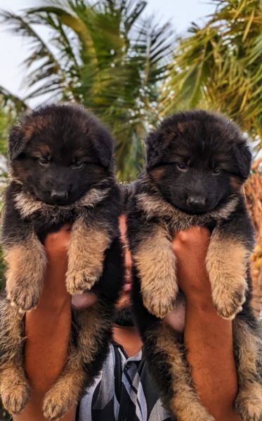 German Shepherd puppies available call me ***