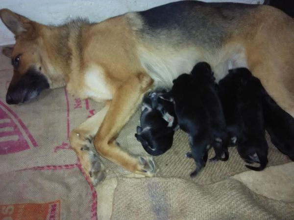 champion quality German shepherd pups