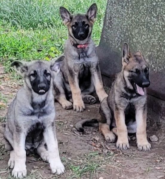 German shepherd pups