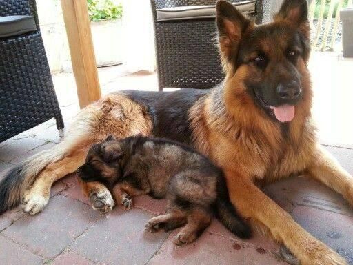 pregnant Double cote german shepher