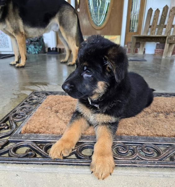 German Shepherd puppies