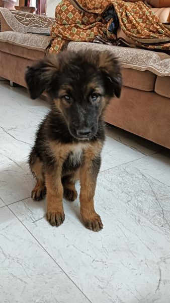 German shepherd Puppies