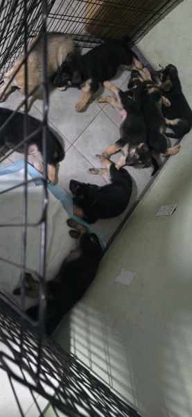 7 week puppies