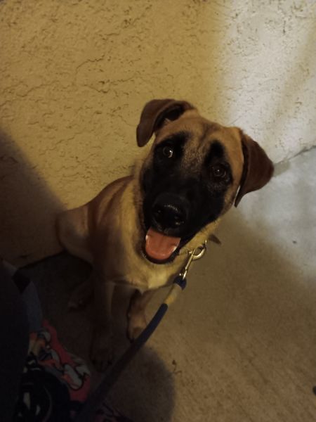 11 month old German shepherd