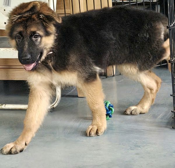 AKC German Shepherd longcoat