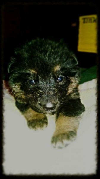 AKC German Shepherd puppies