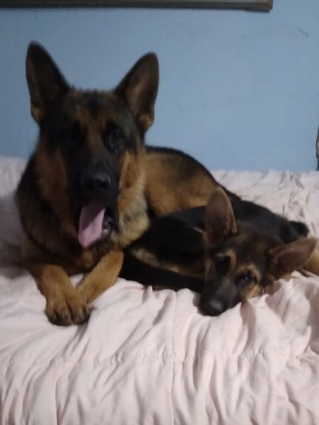 AKC registered german shepherd puppy- female