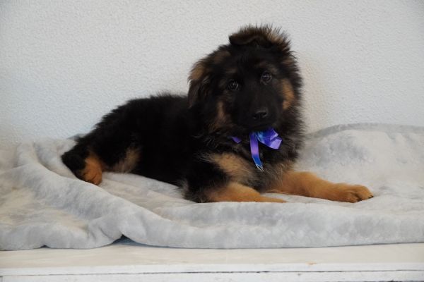 purebred long coat gsd Female puppy