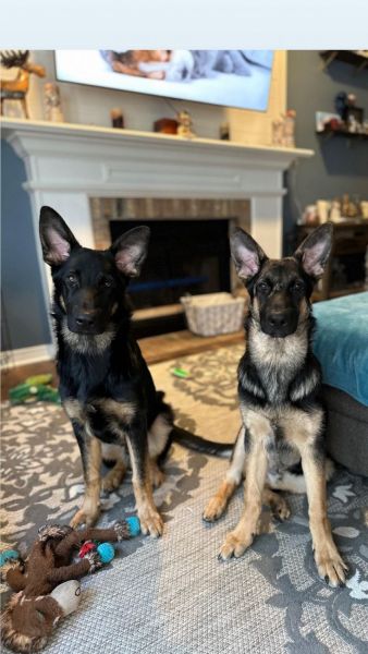 Adorable Purebred German Shepherd Puppies Available in ***