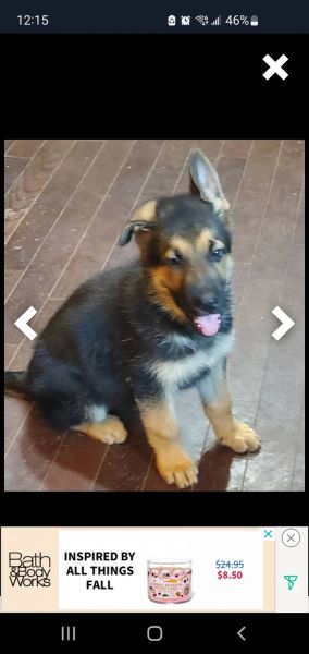 German shepherd puppy Sam