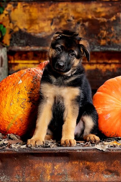 German Shepherd Champion Pedigree AKC-Female