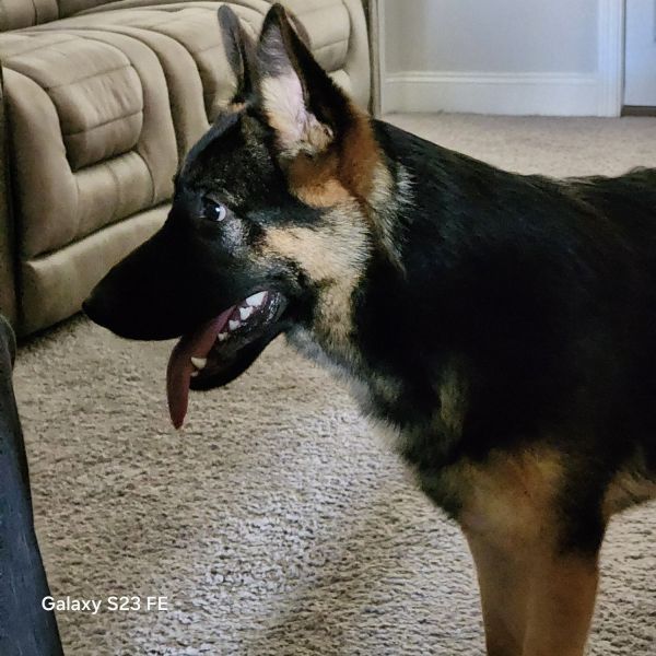 Loving 7 months old female puppy