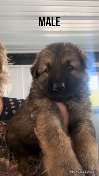 AKC German Shepherds