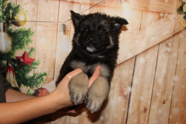 Large Old Fashioned Straight Back German Shepherds