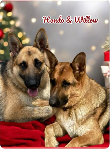 AKC German Shepherd puppies