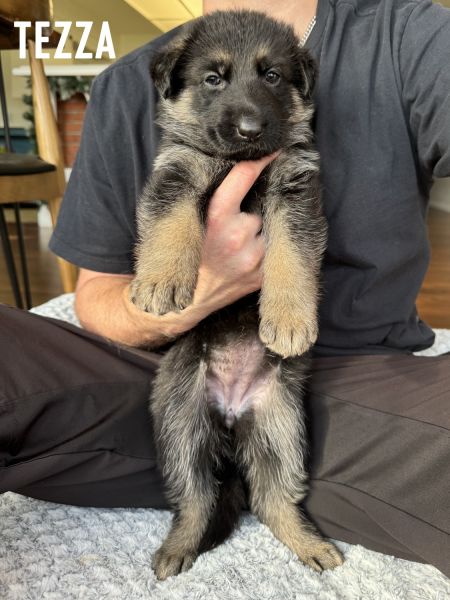 German Shepherd Puppies