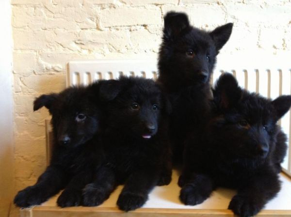 Spectacular black german shepherd Males only