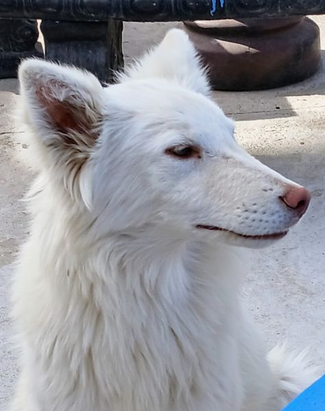 Shepherd / Wolf Hybrid $150