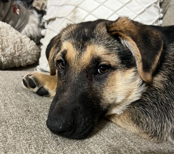 Male German shepherd