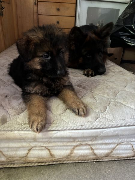 Long coat German Shepherd puppies