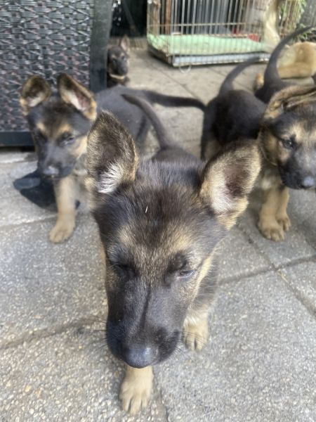 full blooded akc german shepard pup
