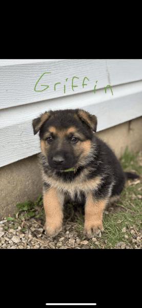 German shepherd puppies for sale