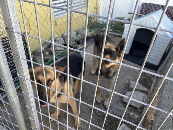 full blooded akc german shepard pups