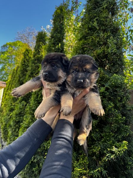 German Shepherd for sale
