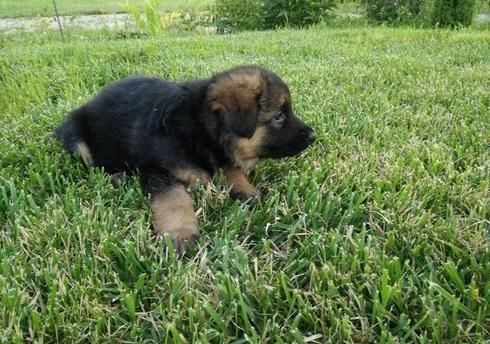 German Shepherd Puppies