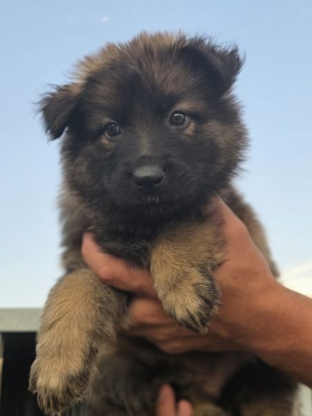 Long coat german shepherd