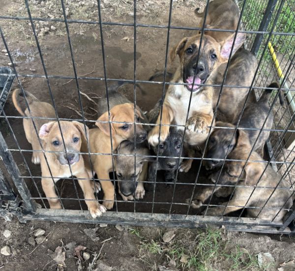 Free German shepherd pups!