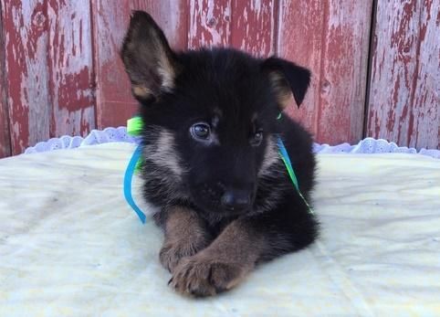 Frsdgf German Shepherd Puppies For Sale