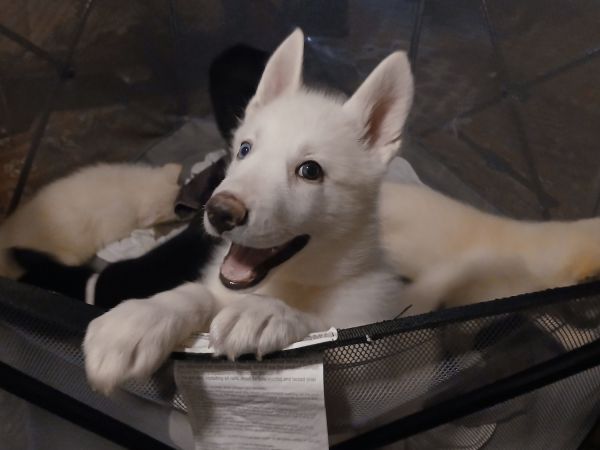 Getman shepherd husky mix puppies