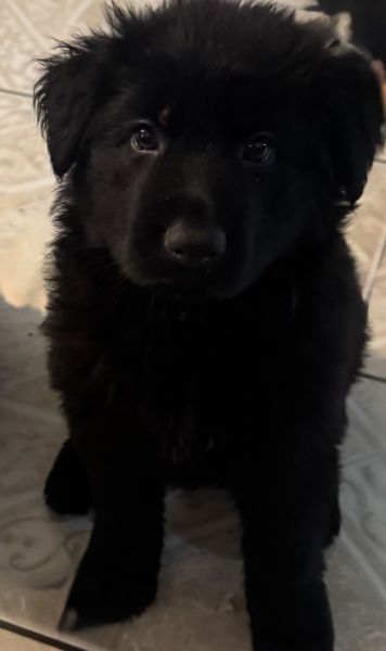 8 week old G.S Puppy