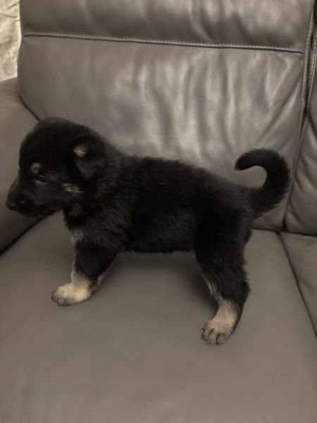 German sherperd puppies
