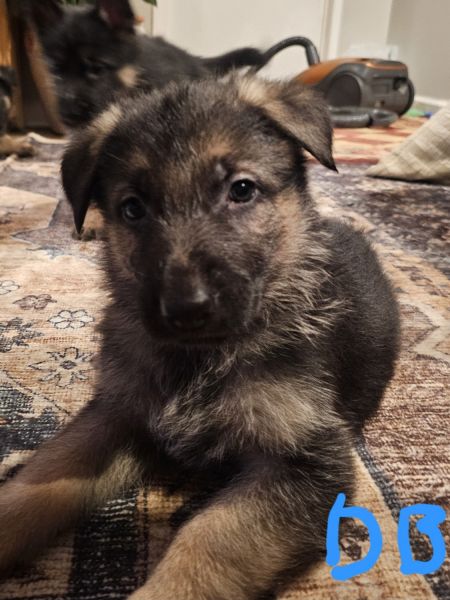 german shepherd puppies