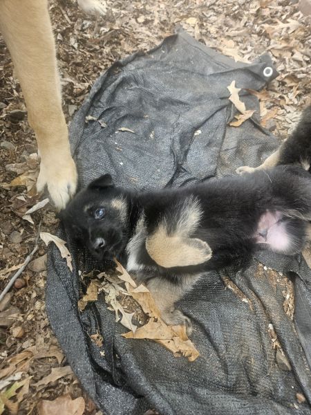 Full Breed GSD Puppy with Paperwork