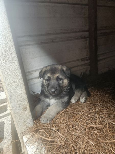 Full Breed GSD Puppy with CKC Paperwork