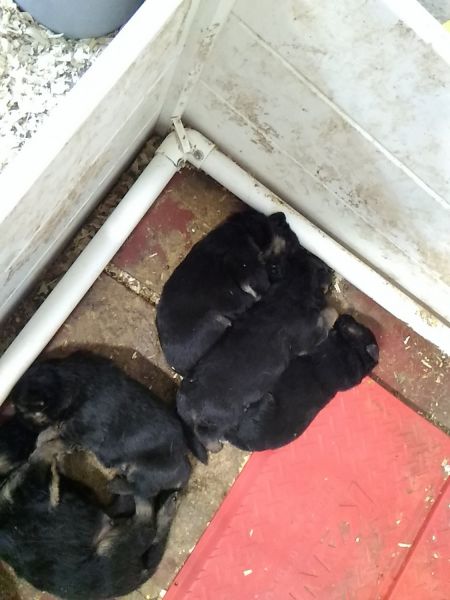 Quality German Shepherd puppy