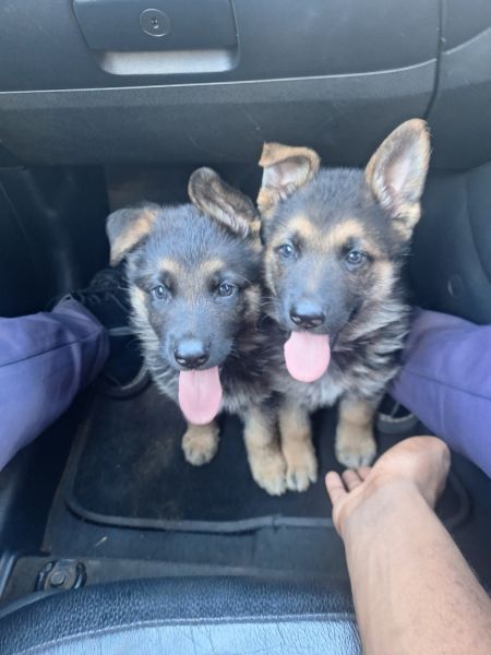 German Shepherd puppies