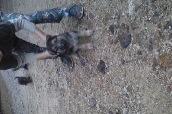 Akc male German shepherd puppy