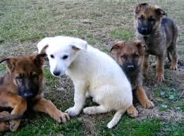Purebred black and white german shepherd puppies