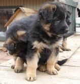 Adorable and german shepherd puppies