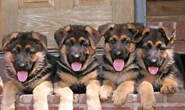 AKC German Shepherd puppies
