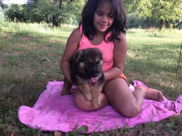 Gorgeous German Shepherd ready to go