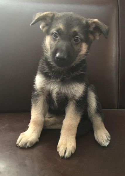 akc german shepherd pups very high quality